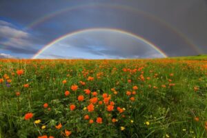 Rainbow above a floral meadow